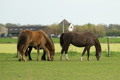 Niederlande - Pferde in Egmond DSC09472