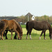 Niederlande - Pferde in Egmond DSC09472