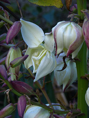 ...fleurs  de yucca ;elles ont fleuri en mai dernier,mais vu la douceur des températures...elles font une autre floraison...la nature,tout comme l'homme,est complètement à l'envers !