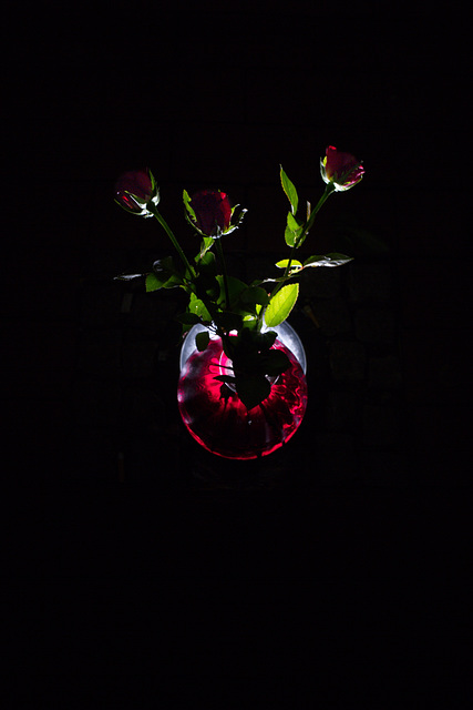 Rose 18/50 : out of the darkness