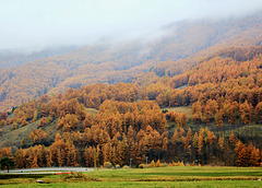 Herbstwald in Südtirol