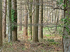 Stansted Park Woods