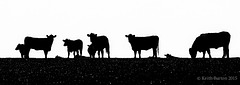 Cow silhouettes