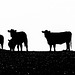 Cow silhouettes