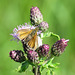 Skipper butterfly on thistle