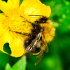 Bee on Buttercup
