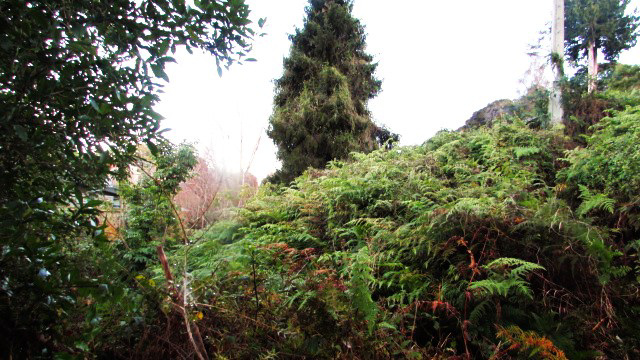 Ferns On The Hillside