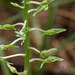 Malaxis abieticola (Arizona Adder's-mouth orchid)