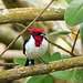 Masked Cardinal, Caroni Swamp