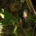 20200601 7828CPw [D~LIP] Ruprechts Storchsschnabel (Geranium robertianum) [Ruprechtskraut] [Stinkender Storchschnabel], Insekt, Bad Salzuflen