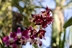 Orchidée sur tronc de palmier multipliant