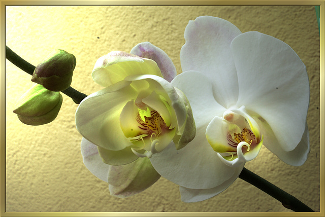 Orchids in the evening light. ©UdoSm