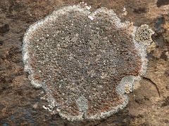 Lichen at Rock Glacier