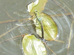oaw[I] / hin[22] - Emperor dragonfly