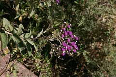 Purple tassel-flowers