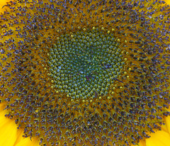 Sonnenblume (2)