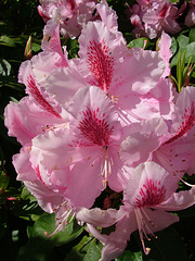 Rhododendron at Letterewe 22nd May 2005