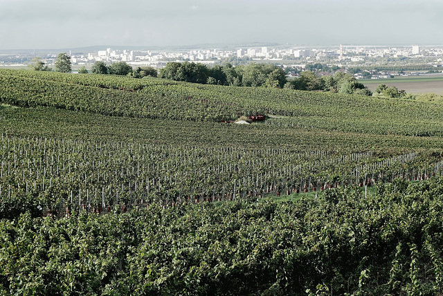 Reims dans les vignes