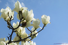 Magnolia Flowers (3)