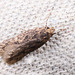 Moth IMG 3758