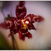 Orchidée ............Belle journée à vous !❤️