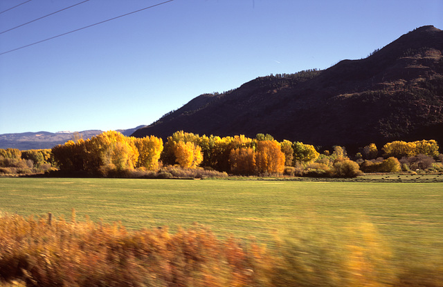 Aspen trees along the Durango and Silverton  Narrow Gauge Railway