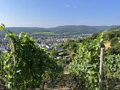 Blick aus den Weinbergen auf Ahrweiler