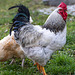 Hahn im Hochzeitsdress ++ The rooster in wedding dress
