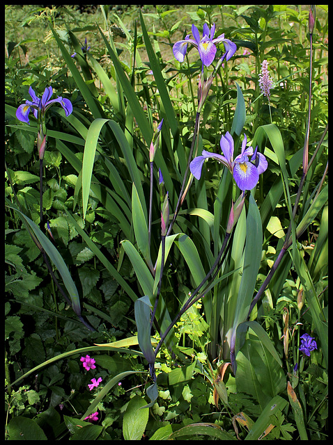 Iris x robusta (5)