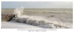 Floating gulls and roaring  surf, Seaford 21 2 2022