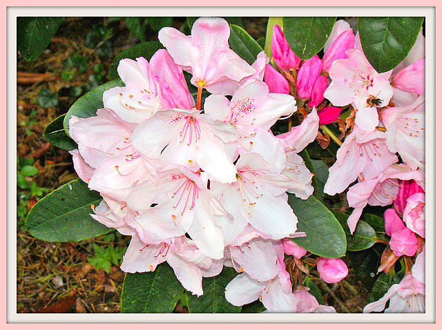 Camellia Blossom.