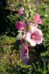 rose trémière