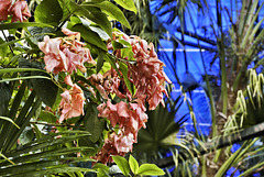 Pink Flowers Against Blue Tiles – Baldi Hot Springs, La Fortuna, Alajuela Province, Costa Rica