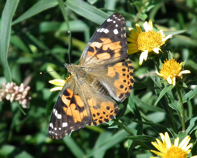 belle dame / painted lady