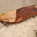 Moth IMG 3784