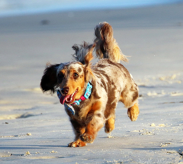 Happiness Is A Run On The Beach!