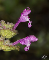 Pictures for Pam, Day 156: Henbit Deadnettle Drizzled with Droplets