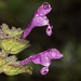 Pictures for Pam, Day 156: Henbit Deadnettle Drizzled with Droplets