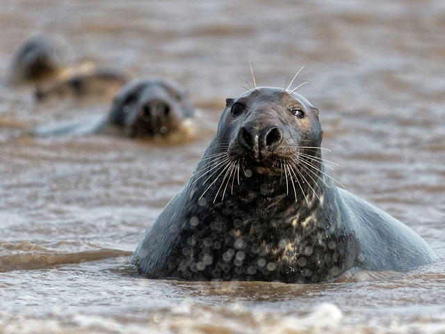 Seals -Explored-