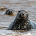 Seals -Explored-