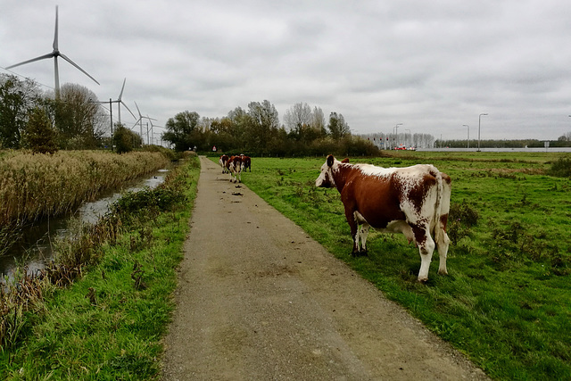 Grote Polderpad with some cows