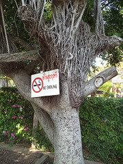 Arbre non fumeur / Non smoking tree