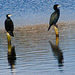 Cormorants on guard