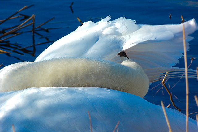 Contorted Swan