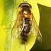 HoverflyIMG 2347