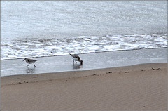 Sanderlings, Sandy Cove