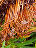 spent banksia with water droplets