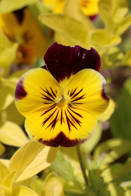 Pansy time