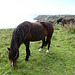 Ponies at Logan Rock Nr Porthcurno, Cornwall