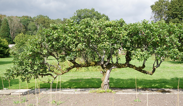 Ancient espalier apple tree